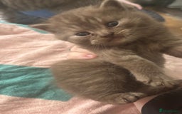 British Shorthair cats for sale: GCCF British Shorthair kittens - Image 6