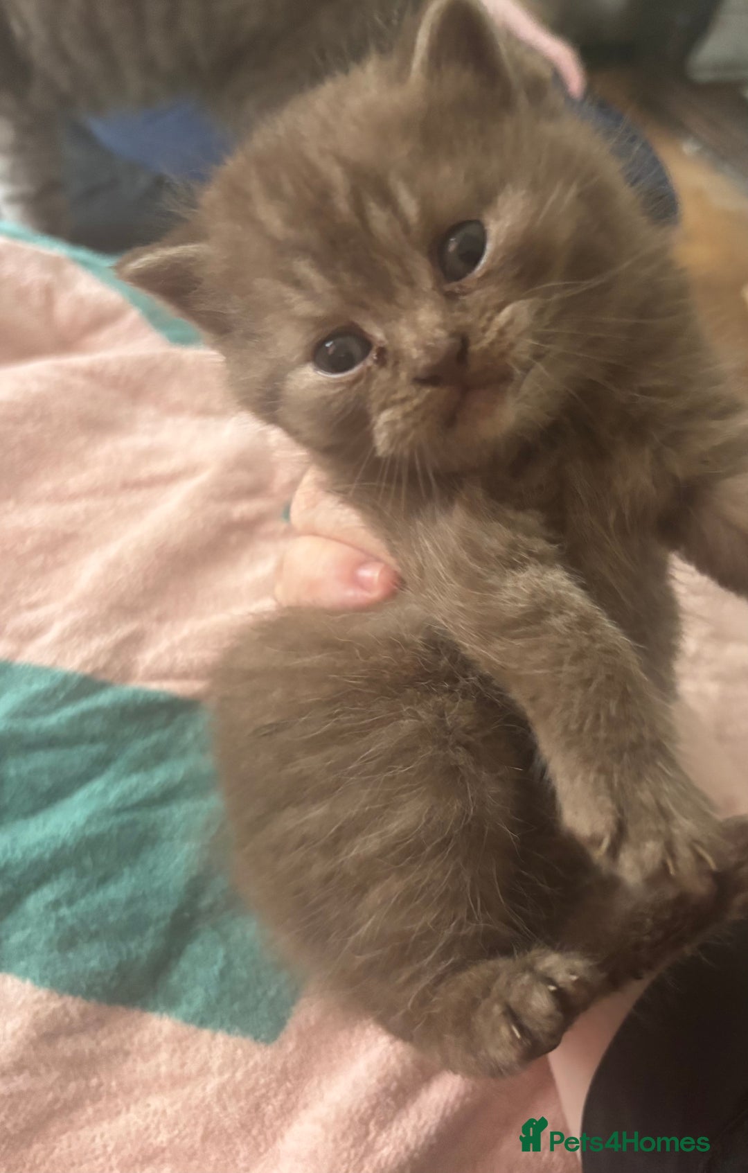 British Shorthair cats for sale: GCCF British Shorthair kittens - Image 6