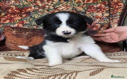 Border Collie dogs for sale: Gorgeous border collie puppies - Image 2