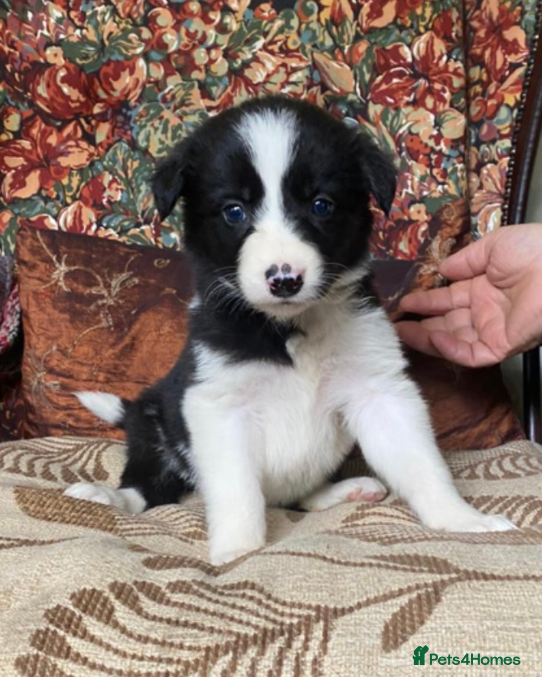 Border Collie dogs for sale: Gorgeous border collie puppies - Image 2