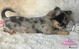 Chihuahua dogs for sale: Chihuahua long coat. Marble  - Image 10
