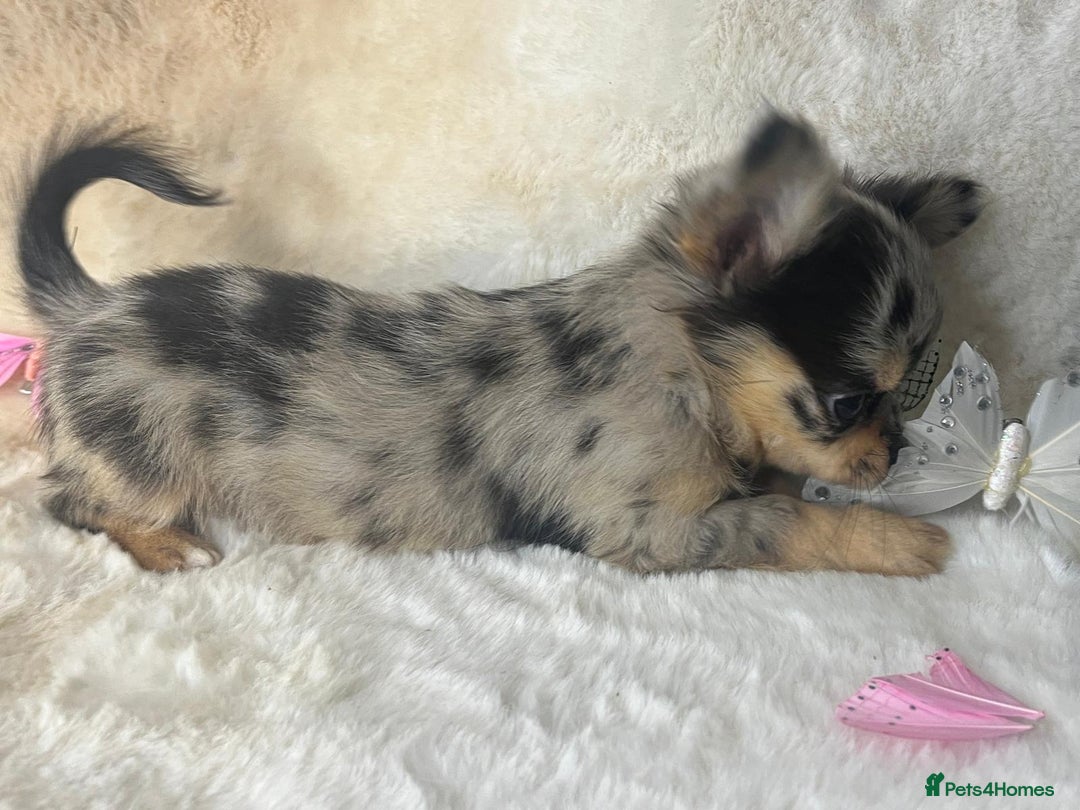 Chihuahua dogs for sale: Chihuahua long coat. Marble  - Image 10
