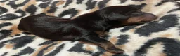 Dachshund dogs for sale: Dachshund puppys in Peterlee - Advert 7