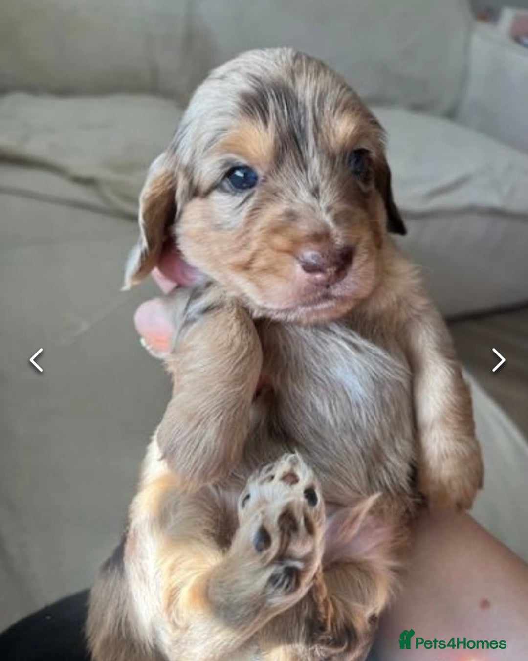 Miniature Dachshund dogs for stud: KC reg Cream - health and DNA Tested   in Southampton - Advert 9
