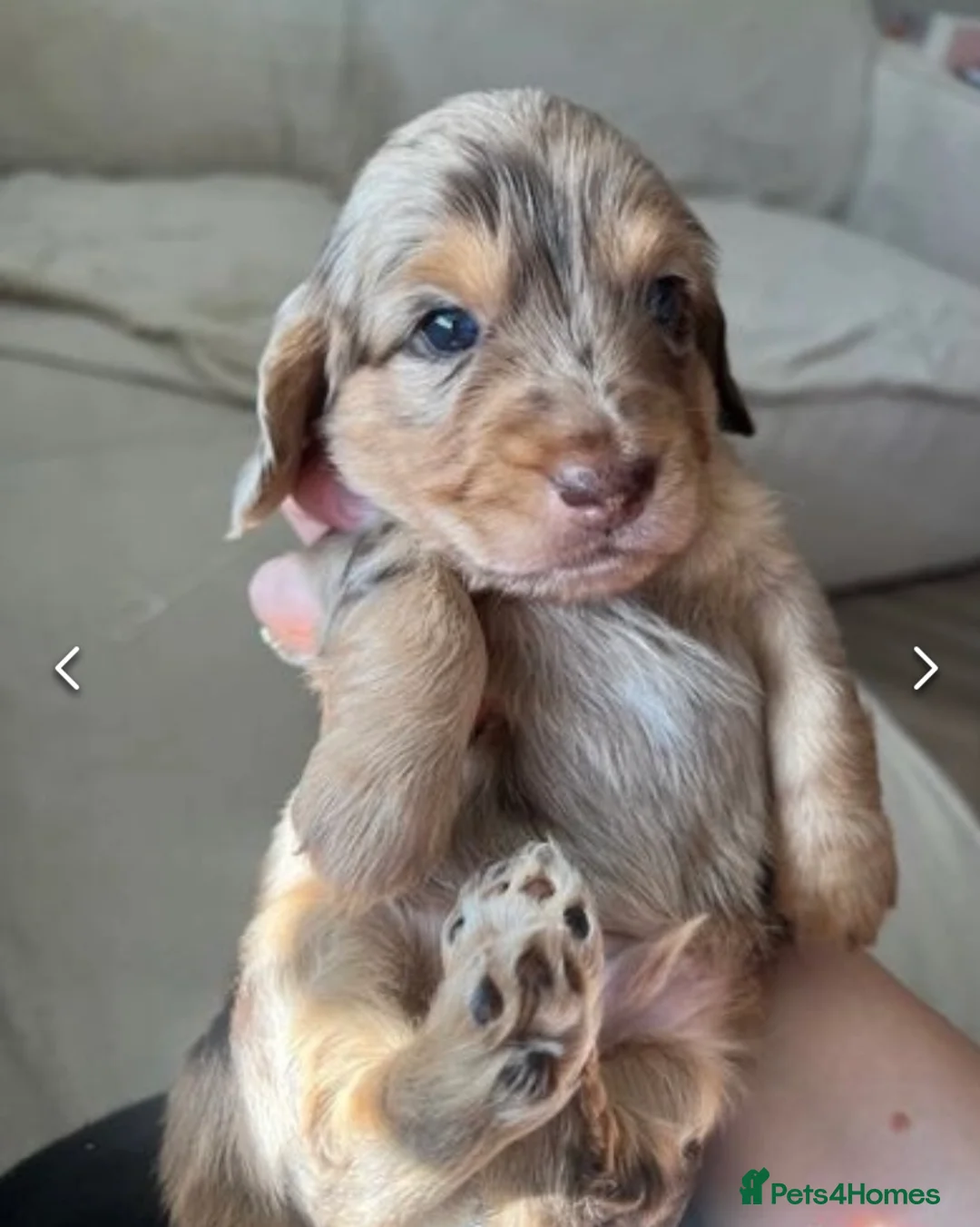 Miniature Dachshund dogs for stud: KC reg Cream - health and DNA Tested   in Southampton - Advert 9
