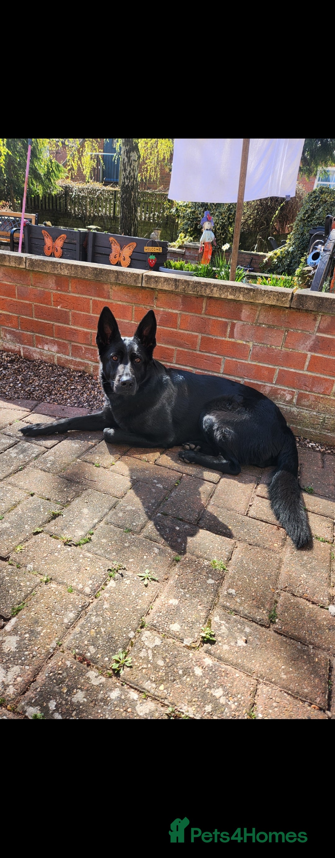 Mixed Breed dogs for sale: Beautiful black German shepherd x doberman  - Advert 28