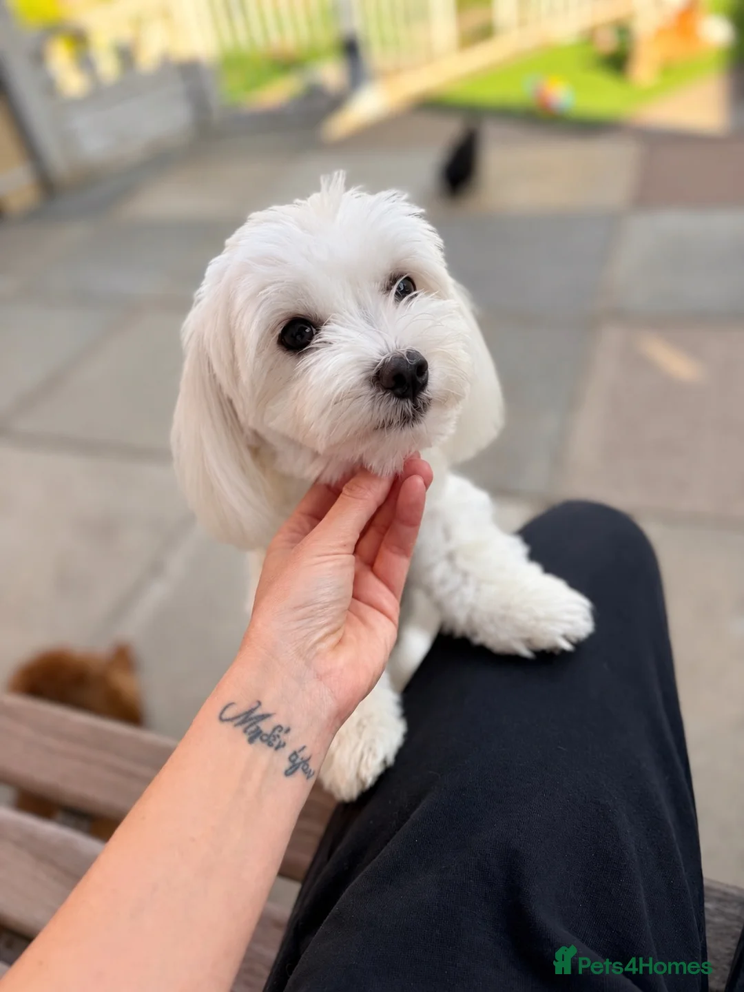 Maltese dogs for sale: Stunning girl looking for a loving family ♥️ - Advert 4