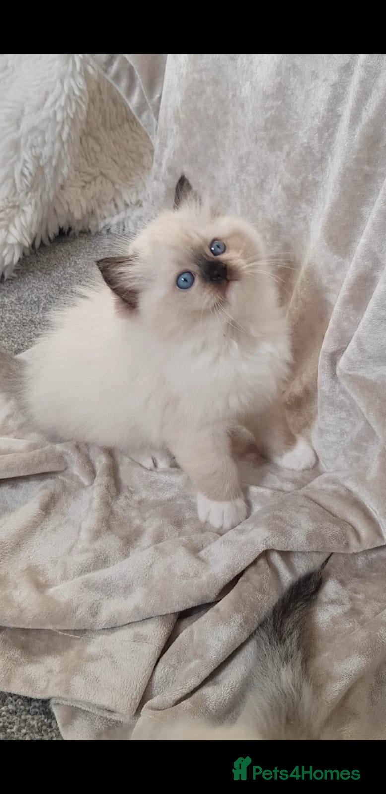 Ragdoll cats Exceptional Bloodlines Ragdoll kittens  - Advert 6