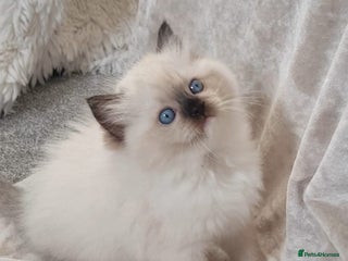 Ragdoll cats Exceptional Bloodlines Ragdoll kittens - Advert 4