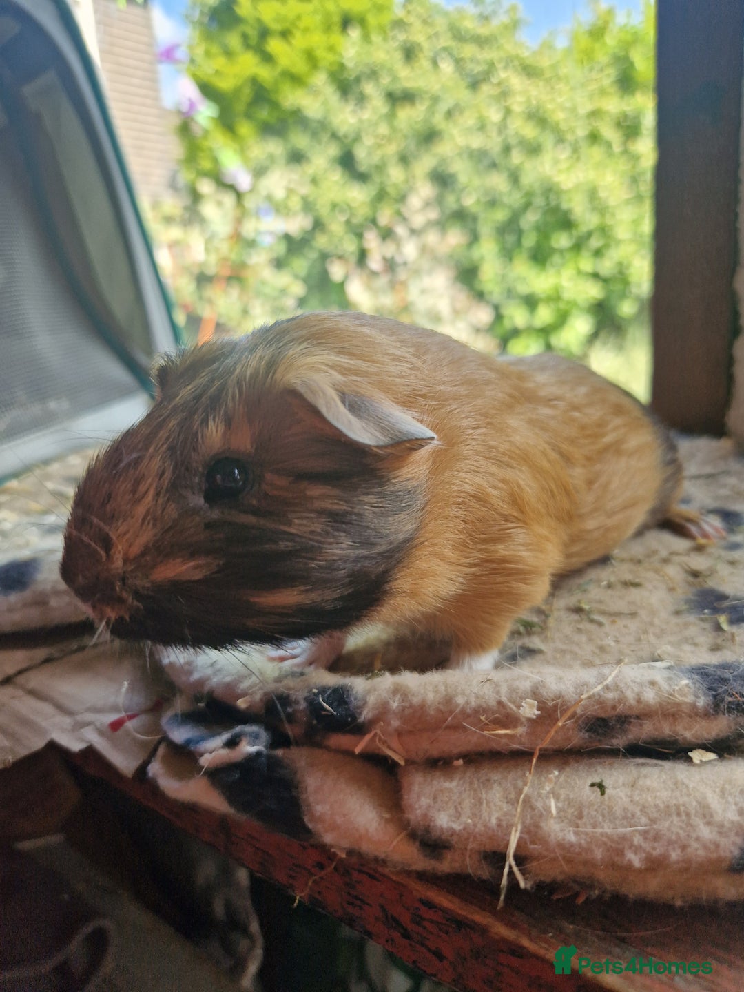 Guinea Pig rodents for sale: Beautiful smooth coat American breed - Image 7