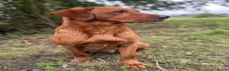 Labrador Retriever dogs for sale: Fox Red Labradors - Advert 2