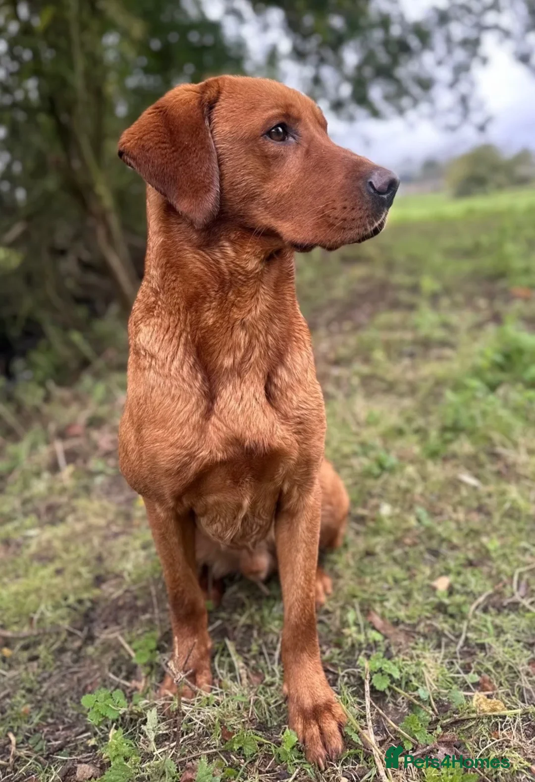 Labrador Retriever dogs for sale: Fox Red Labradors - Advert 2