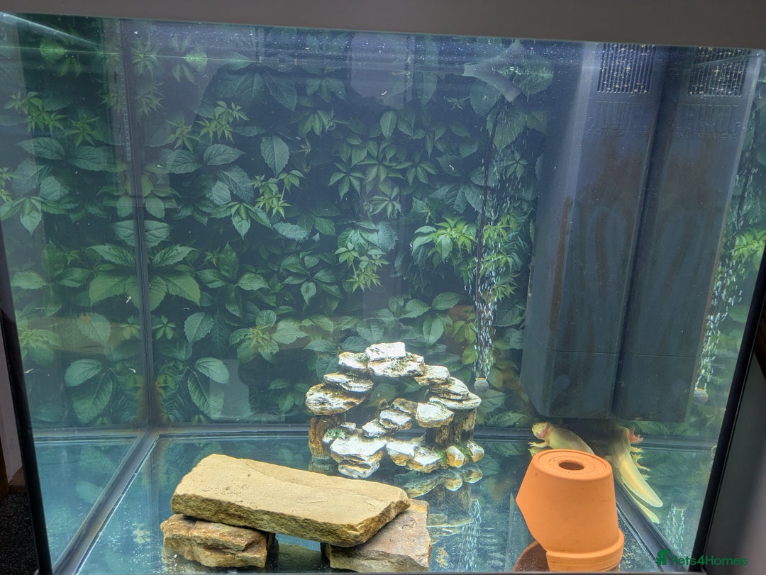 Axolotl reptiles for sale: Male dirty leucistic axolotl and tank  - Advert 3