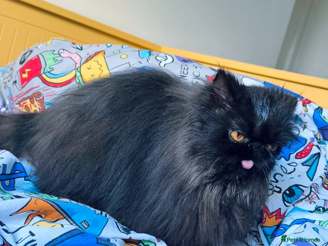 Persian cats for sale: Beautiful long hair Persian girl  - Advert 3