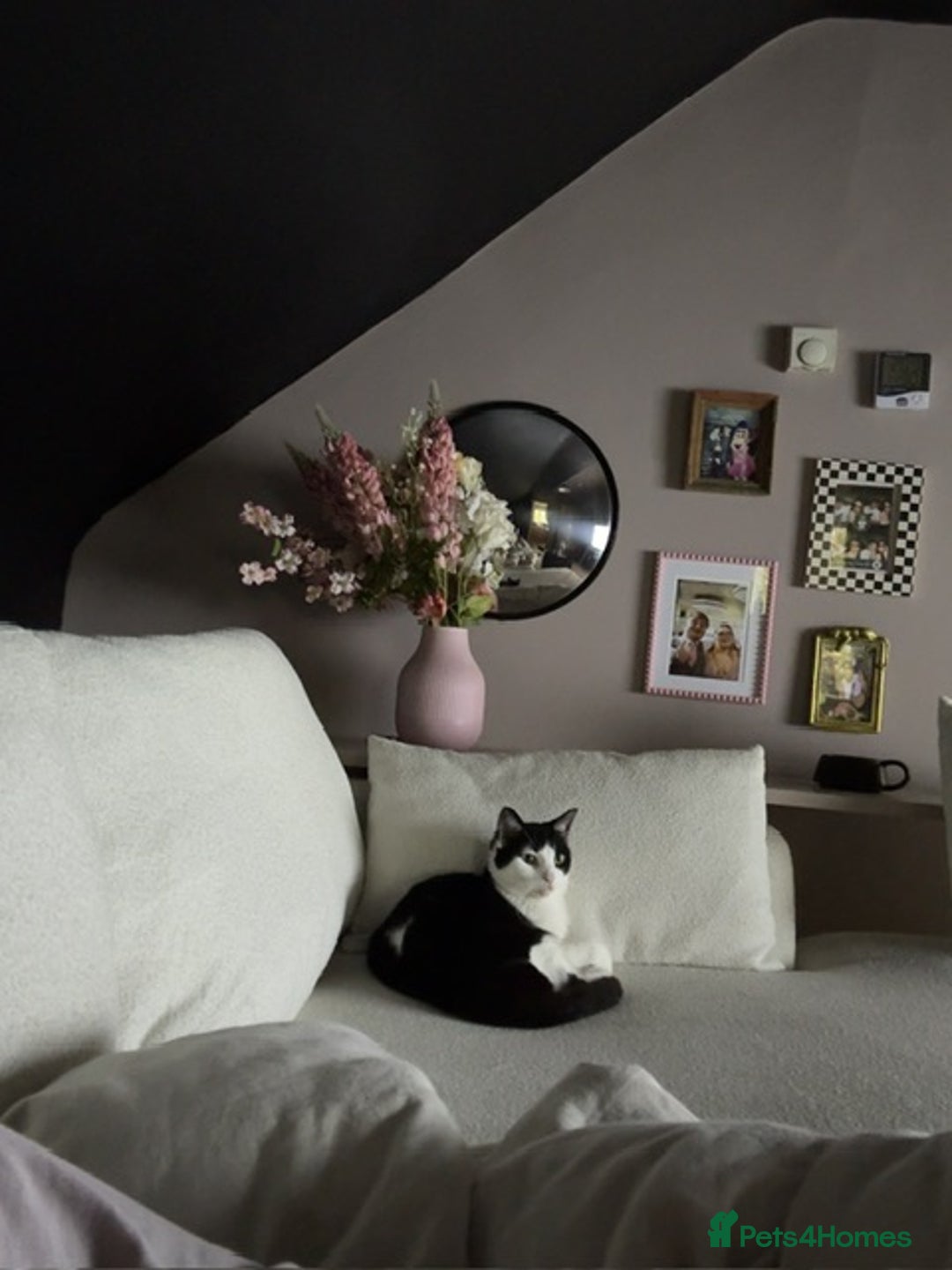 Domestic Shorthair cats for sale: Female Cat - Advert 3