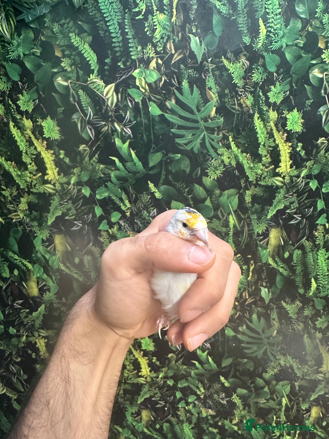 Finches birds for sale: Goldfinch for sale  - Image 14