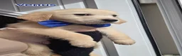 Golden Retriever dogs for sale: Golden retriever - Advert 16