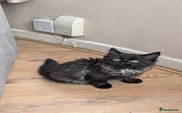 Maine Coon cats for sale: Maine Coon kittens available to loving homes 💖 - Image 15
