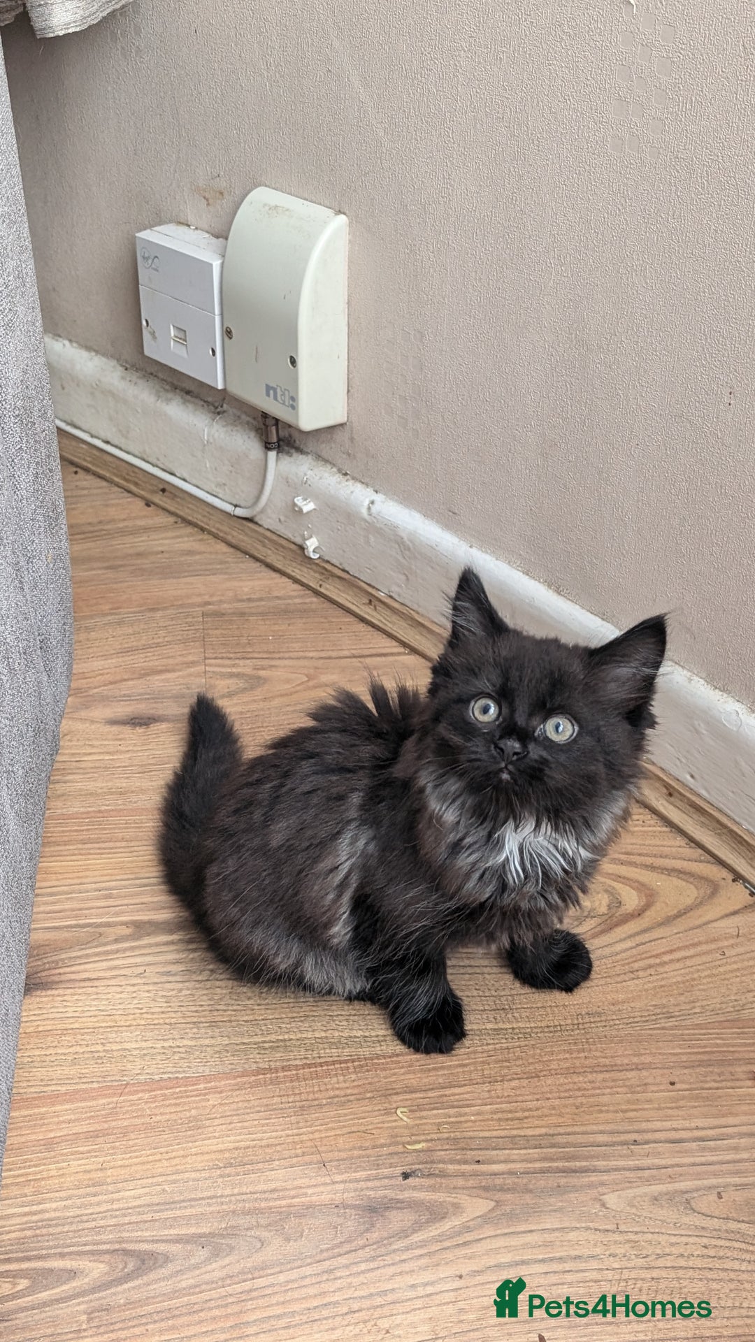 Maine Coon cats for sale: Maine Coon kittens available to loving homes 💖 - Image 15