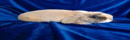 Rex rabbits for sale: Mini rex baby and plush lop adult - Advert 12