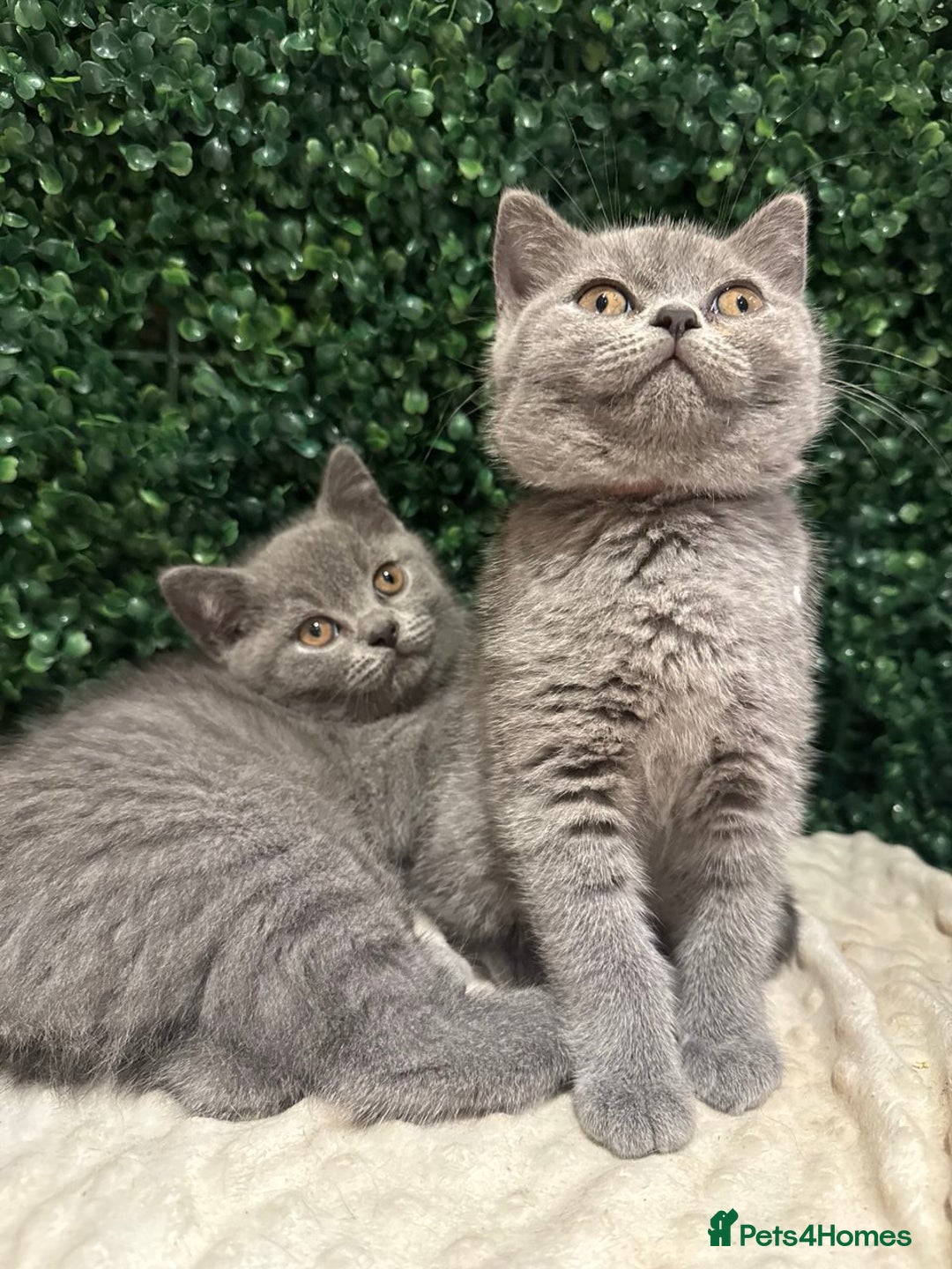 British Shorthair cats for sale: 💕British Shorthair Blue Kittens💕 - Image 14