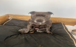 Staffordshire Bull Terrier dogs for sale: READY TO GO 2x BEAUTIFUL BLUE BOYS - Image 11