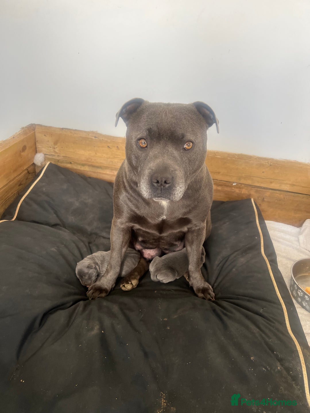 Staffordshire Bull Terrier dogs for sale: READY TO GO 2x BEAUTIFUL BLUE BOYS - Image 11