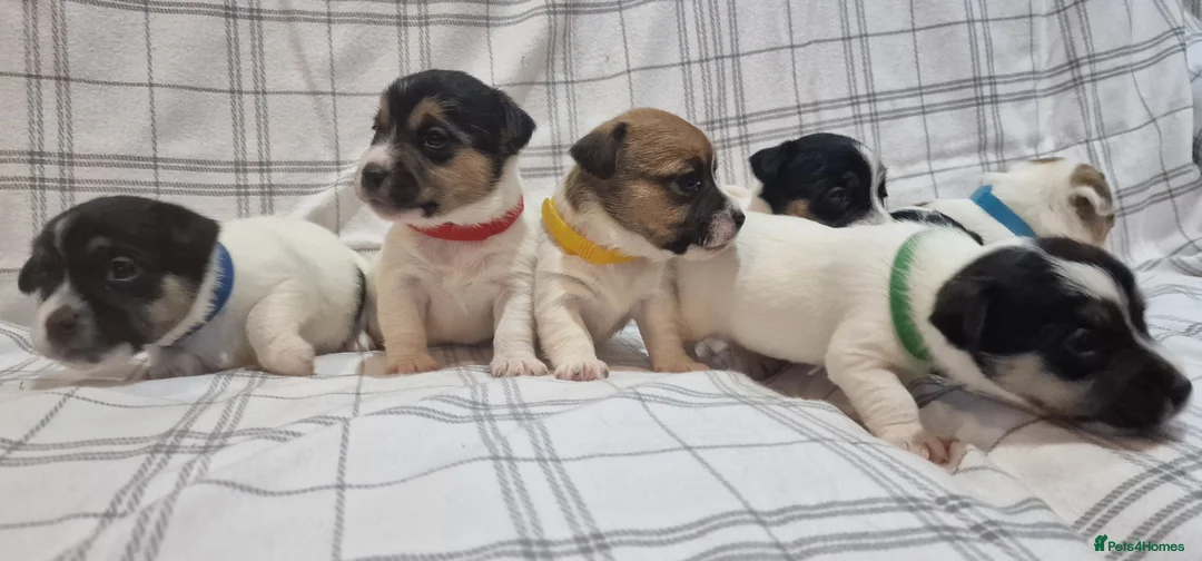 Jack Russell dogs for sale: Stunning Jack Russells, DNA health tested parents - Advert 6