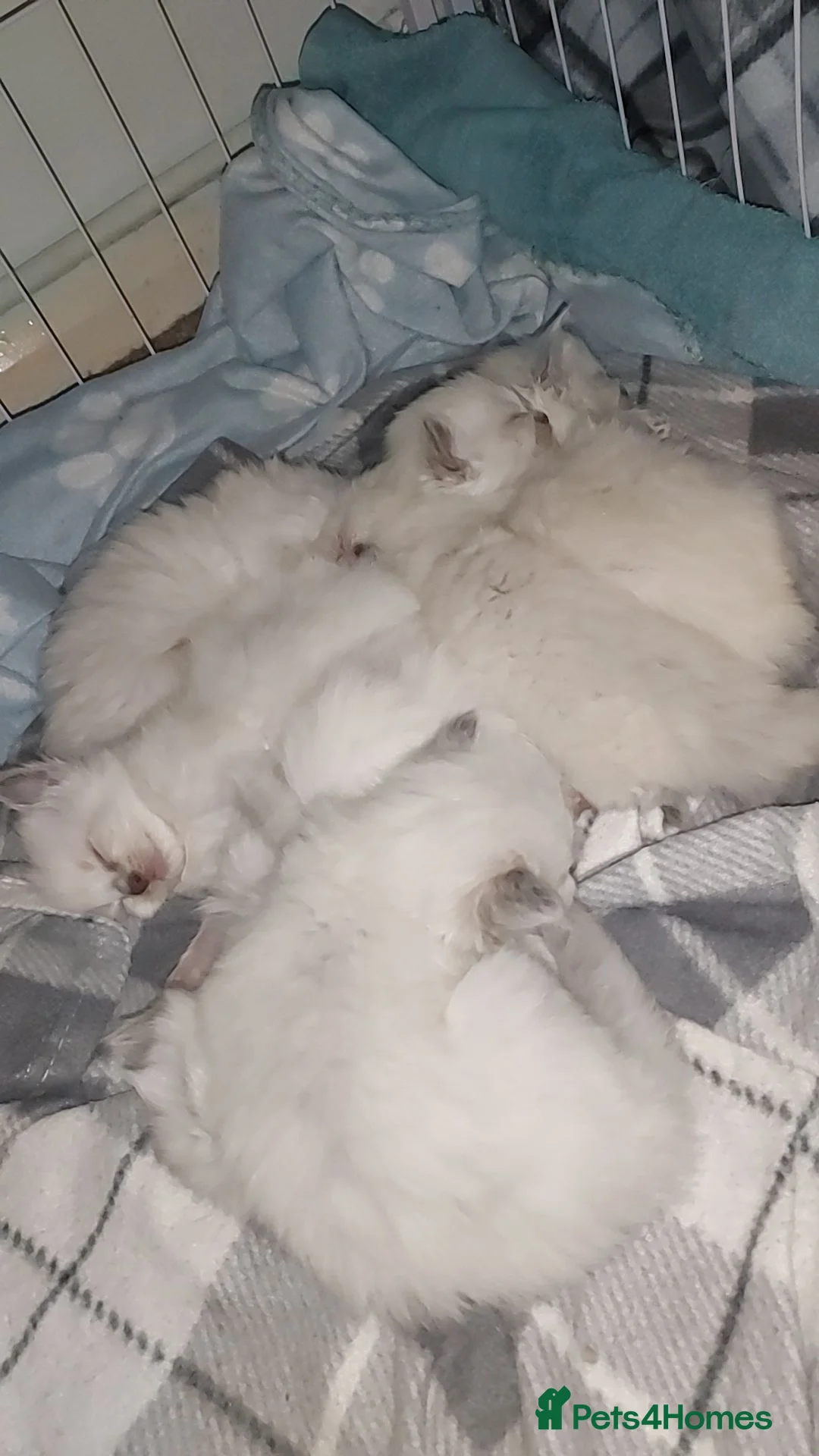 Ragdoll cats for sale: Bluepoint ragdoll kittens  - Advert 5
