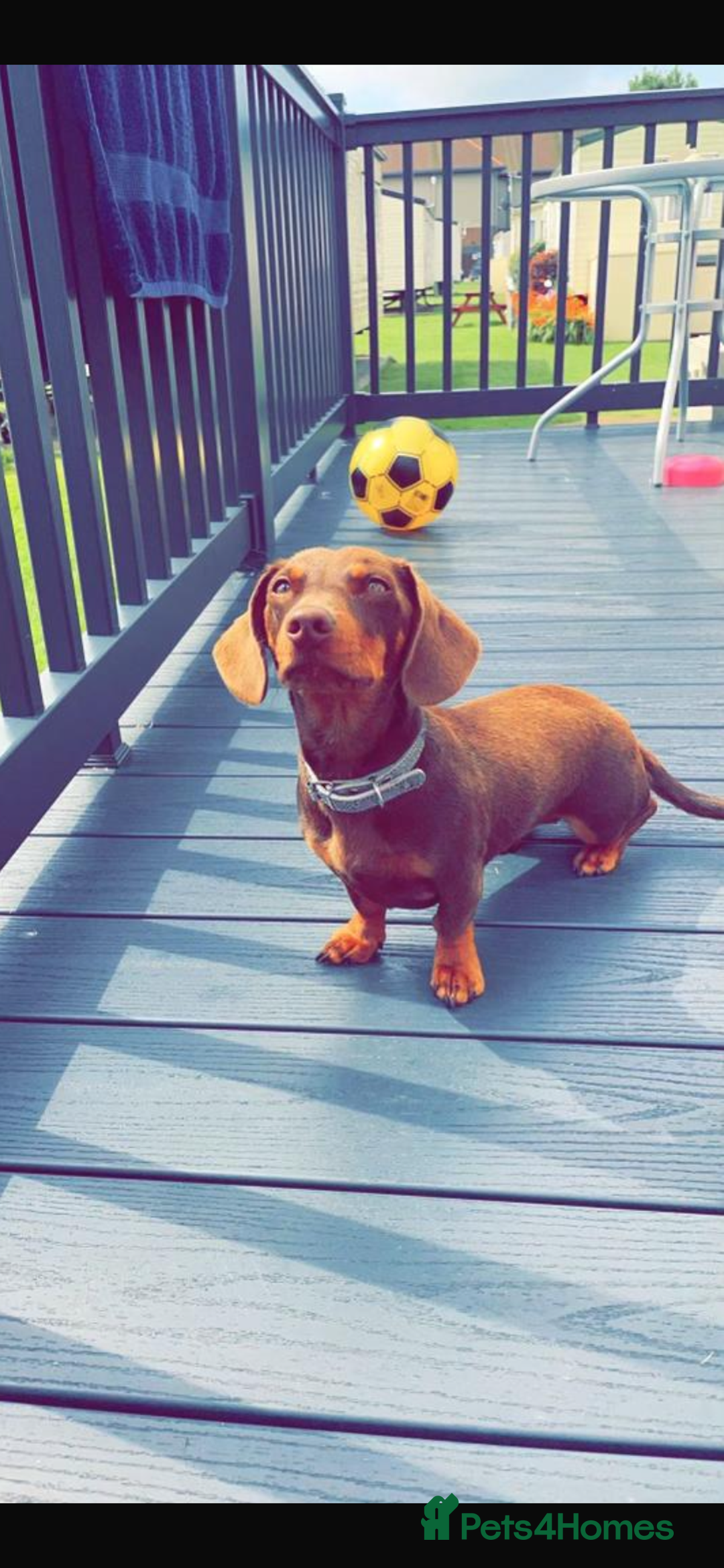Dachshund dogs for sale: 6 little Dacshund puppies! 2 Dapples!  - Image 14