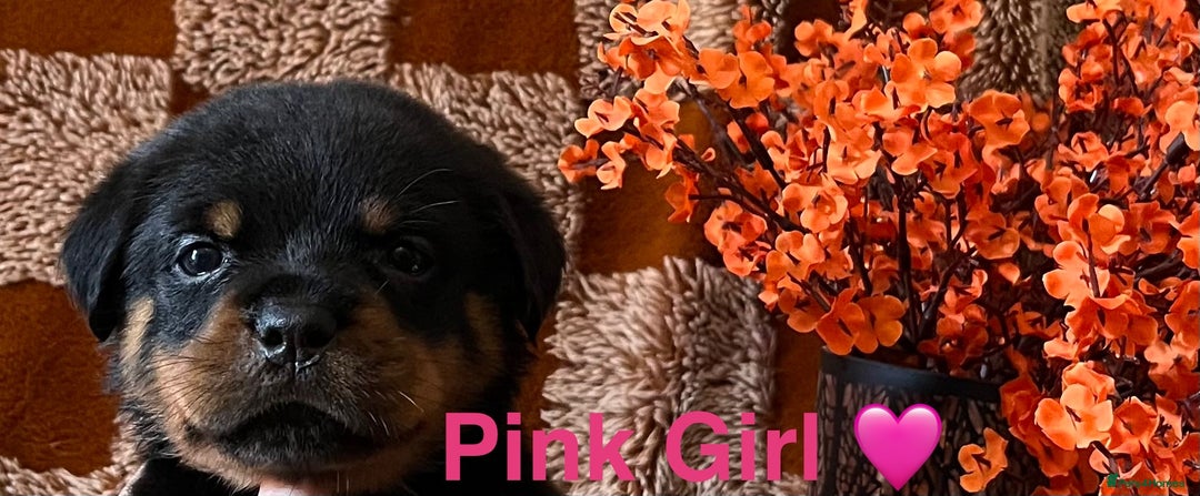 Rottweiler dogs for sale: The best of the best Rottweilers  - Image 26