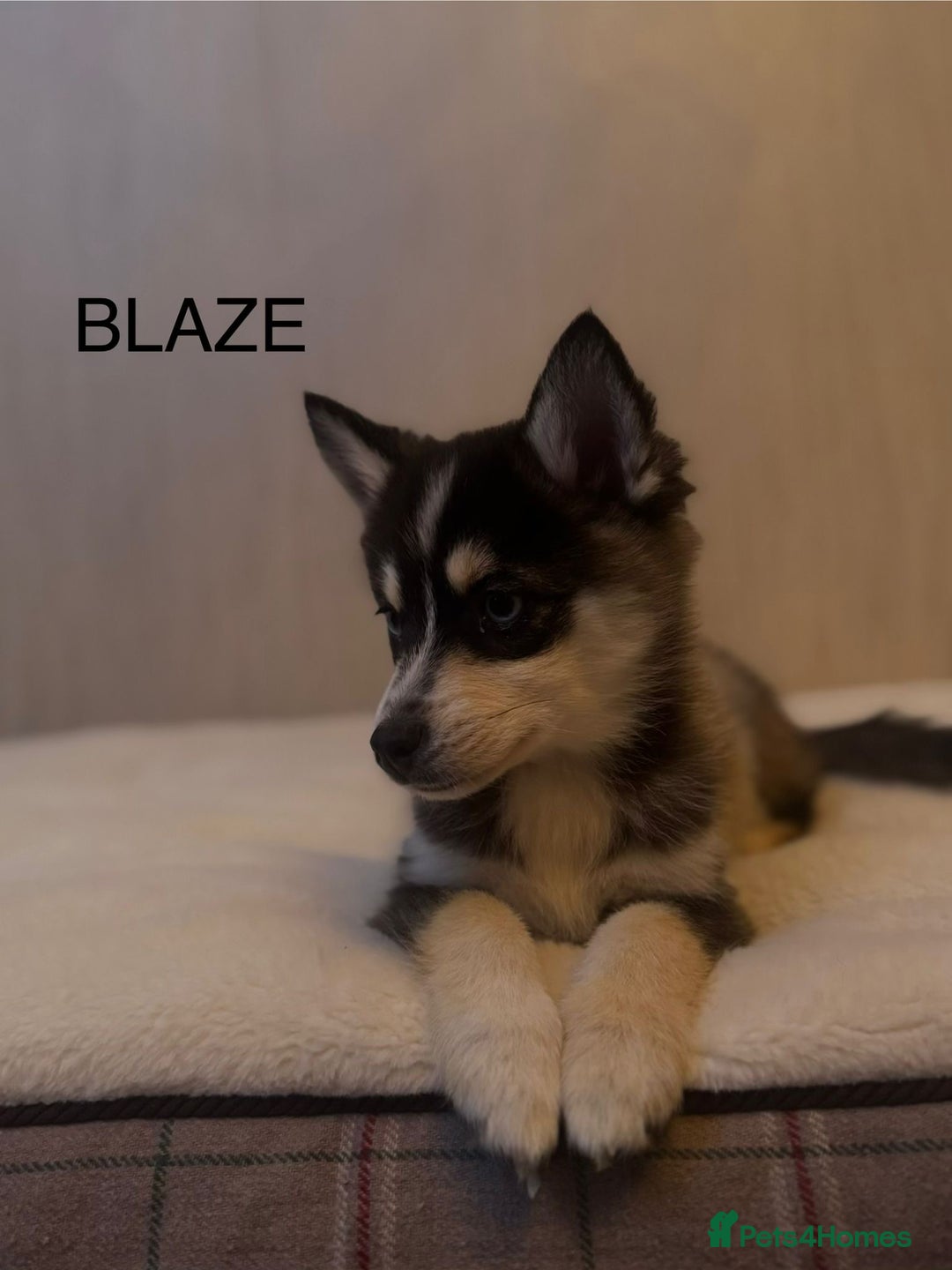 Pomsky dogs for sale: 2 Boys leftStunning Blue eyed F4 Pomsky pups - Advert 19