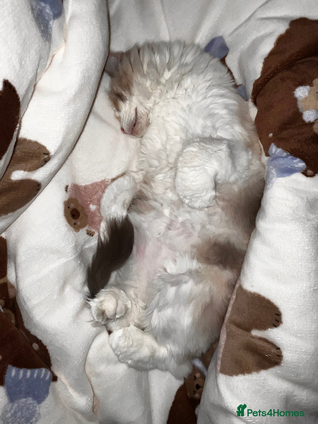 Ragdoll cats for sale: Lucy female ragdoll - Advert 7