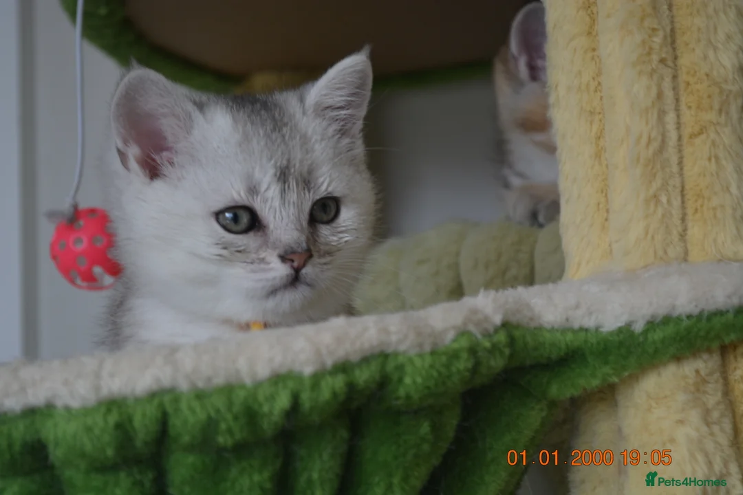 British Shorthair cats for sale: Cute & Playful Kittens for Sale – Vet Checked - Advert 6