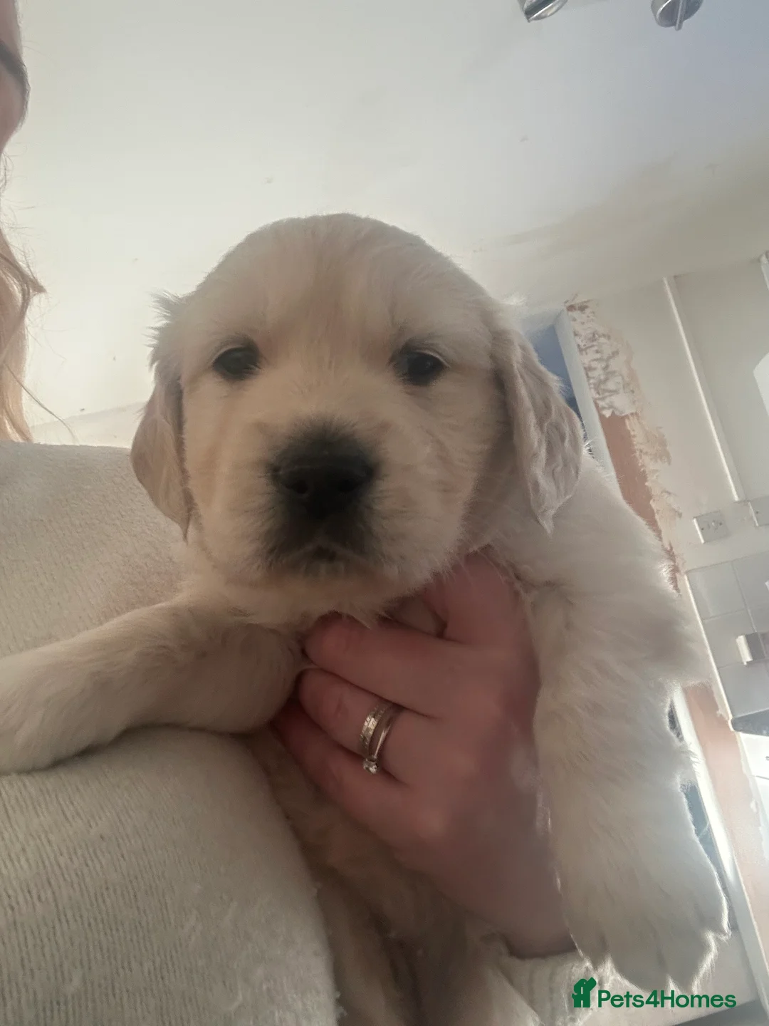 Golden Retriever dogs for sale: 5 golden retriever puppies  - Advert 10