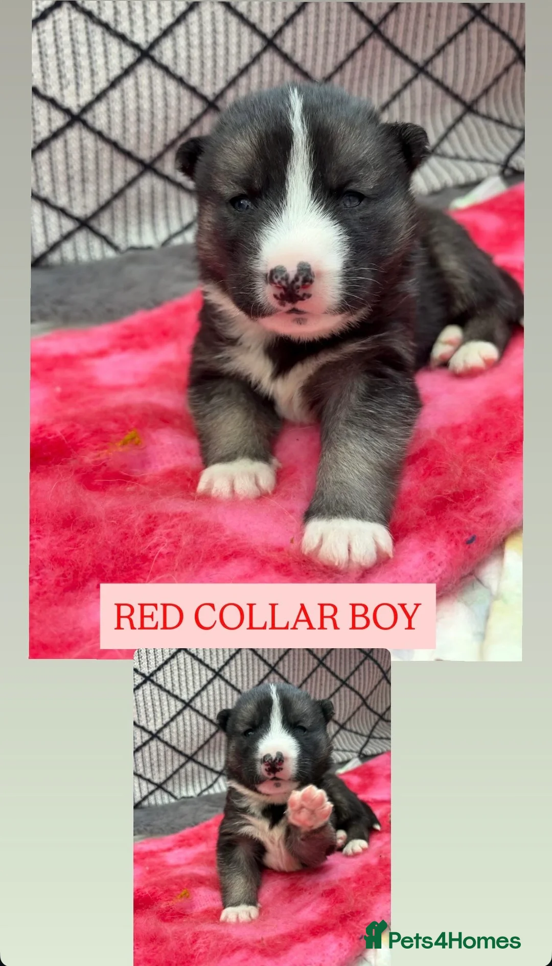 Shepsky dogs for sale: STUNNING SHEPSKY PUPPIES! - Advert 16