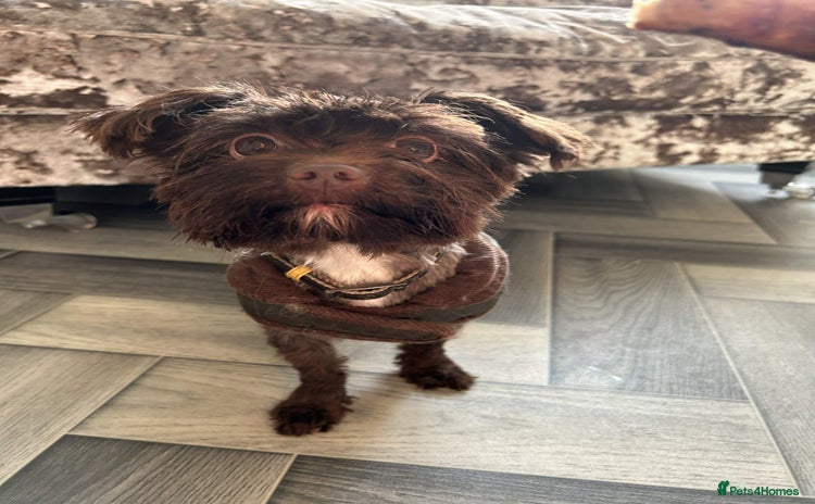 Biewer Terrier dogs - Advert 2