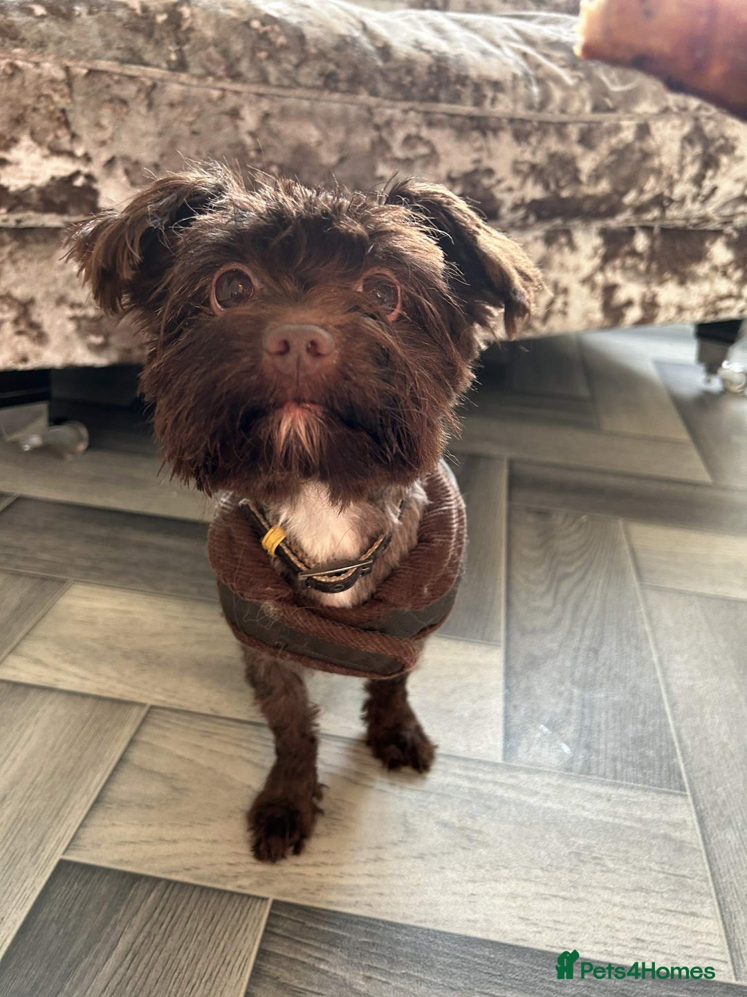 Biewer Terrier dogs for sale: Biewer terrier  - Image 1