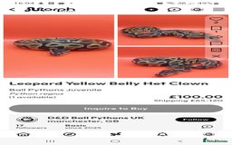 Python Snake reptiles for sale: Leopard yellowbelly het clown  - Image 1