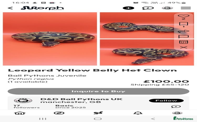 Python Snake reptiles - Advert 1