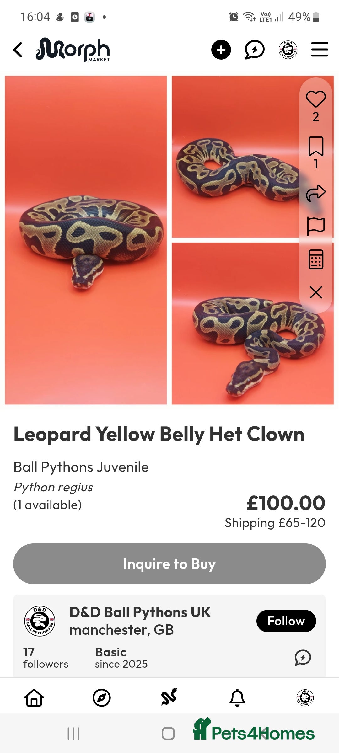 Python Snake reptiles for sale: Leopard yellowbelly het clown  - Image 1