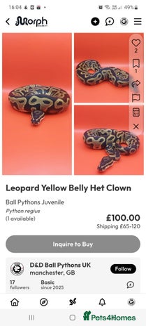 Python Snake reptiles - Advert 1