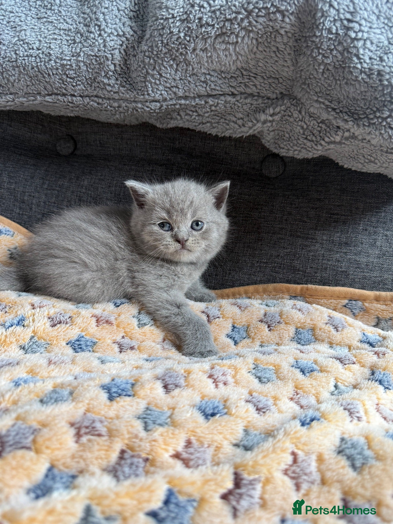British Shorthair cats Gorgeous British Short Hair - Advert 1