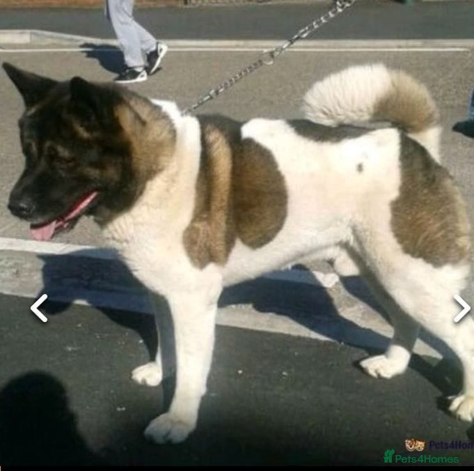 Akita dogs Akita pup - Advert 16