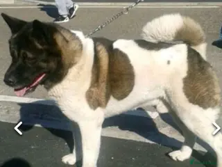 Akita dogs Akita pup - Advert 16