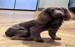 Cocker Spaniel dogs for stud: Working Cocker Spaniel for stud  - Image 6