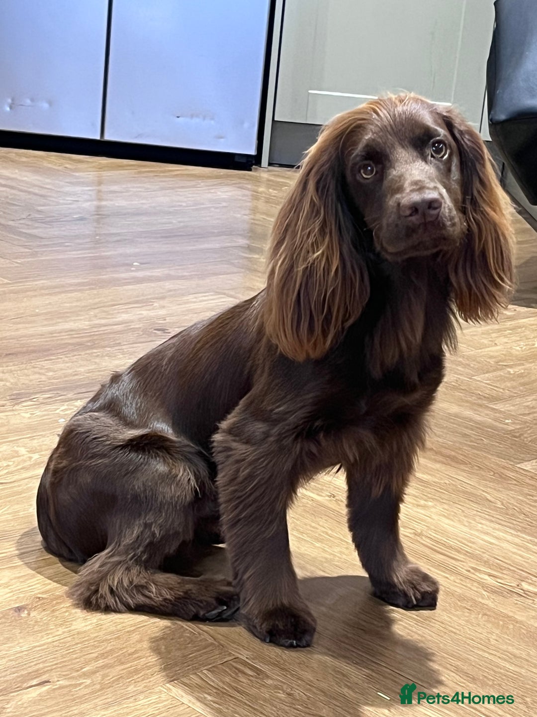 Cocker Spaniel dogs for stud: Working Cocker Spaniel for stud  - Image 6