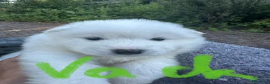 Samoyed 4 VACK Green Boy