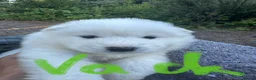 Samoyed dogs for sale:     Adorable Samoyed Puppies Looking for 5★ Homes - Advert 32