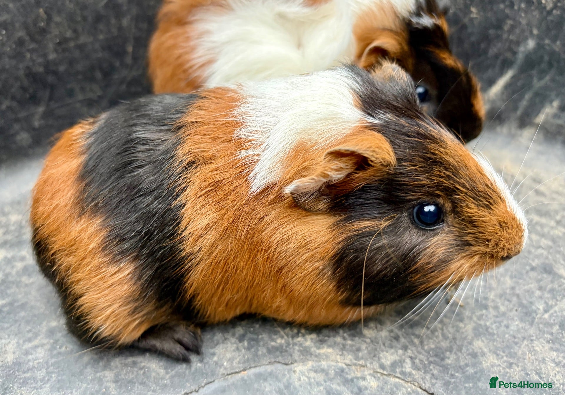 Guinea Pig rodents Guinea pigs for sale - Advert 6